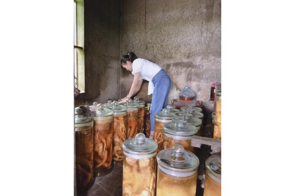Hệ thống sản xuất rượu ngâm,  rượu thuốc, rượu dược liệu an toàn hiệu quả